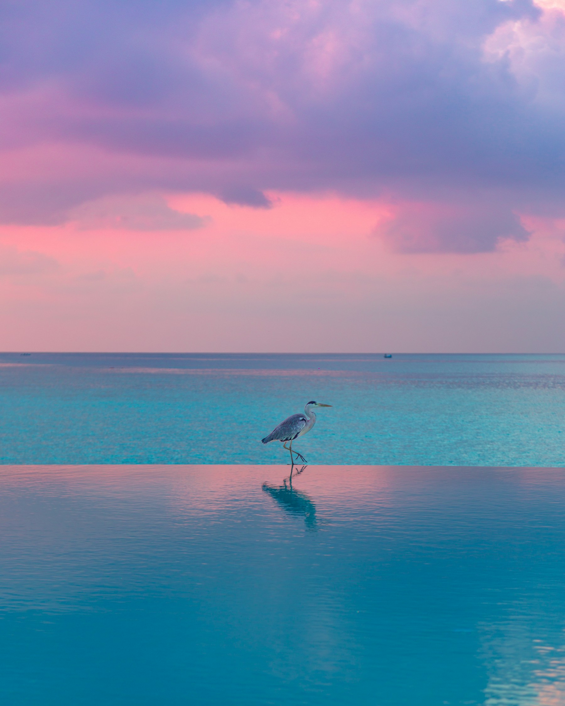 A blue heron standing beside calm water